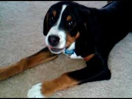 Greater swiss mountain dog health, which includes my advice on feeding, vaccinations, and health care. Greater Swiss Mountain Dog Puppy 4 Months Youtube