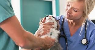 Kedi Ve Kopeklerin Kisirlastirma Sonrasi Bakimi Kisirlastirma