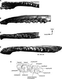 Image result for Brachystephanus