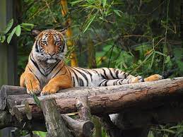 Malaysia has the world's oldest rainforests. Malayan Tiger 11 Facts About Malaysia S National Animal