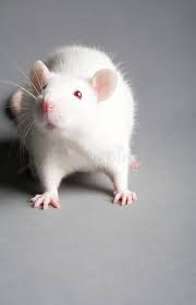 White Rat White Laboratory Rat On Grey Background Sponsored Rat White Laboratory Background Grey Ad Pet Rats Cute Animals Rats