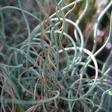 Image result for Afroligusticum runssoricum