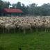 Large flock of sheep disappears from rural Queensland paddock