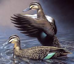 Pacific Black Ducks Pastel Wildlife Art By Robmanciniimages Wildlife Art Wildlife Paintings Wildlife Artwork