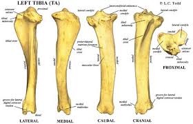 • joints are connections of bone in the animal's body to make up the skeletal system. 16 Bovine Bones Ideas Animal Bones Bovine Vet Med