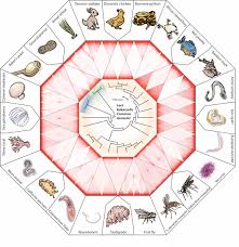 Check spelling or type a new query. Biologists Construct A Periodic Table For Cell Nuclei