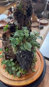 Image result for Calvoa