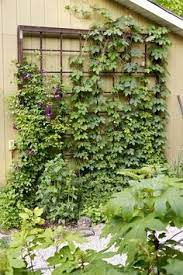 Moreover, they are not expensive and easy to build. 52 Best Hop Trellis Ideas Trellis Hops Trellis Hops Plant