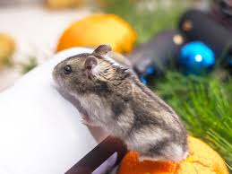 Be cautious of extreme temperature changes. Chinese Dwarf Hamsters Facts Care Vivo Pets