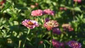 The flowers stand for justice. Mt Lawless Organic Flower Farm Owner Natalie Harris Set To Bring Flowers Back To The Table Redland City Bulletin Cleveland Qld