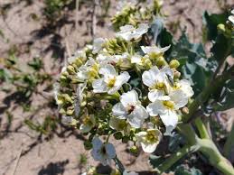 Image result for Crambe hispanica