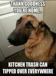 I Love It That Dog S Know They Did Something Wrong And Feel Guilty Then You See That Face And Body Lan German Shepherd Memes Funny Dogs Funny Dog Pictures