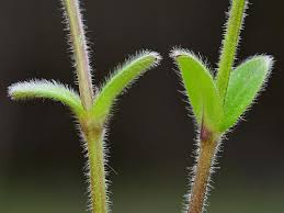 Image result for Cerastium glomeratum