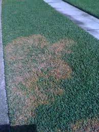 Fungus In St Augustine Grass St Augustine Grass Grass Care St Augustine Grass Care