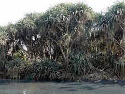 Pandanus Odorifer Kewda
