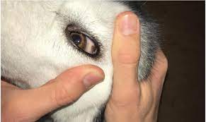 Brown Stain Dog S Eye Tumor I Took My Dog To The Vet Last Week After Noticing That Her Conjunctiva Was Inflamed Basically Her Petcoach