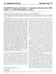 Find your way to the best auto repair shops in midland, texas with automd. Pdf Poly Adp Ribose Polymerase 1 Regulates Mitochondrial Dna Repair In A Metabolism Dependent Manner