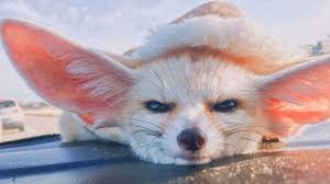 Fundraiser by Cassidy Bryce : Help Granny with Medical Funds