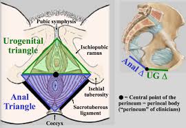 Gross Bony Pelvis Pelvic Diaphragm Pudendal Nerve At Keck School Of Medicine Studyblue Pelvic Diaphragm Pelvic Floor Muscle Anatomy