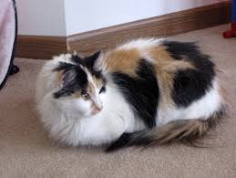 How To Treat Arthritis In Cats