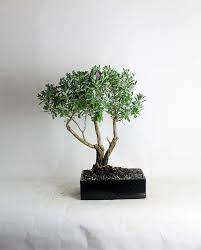 Identifying your bonsai tree species is crucial to care for it properly. Pin En Bonsai1