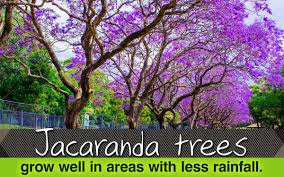 Many are the result of careful breeding and selection, and a number of the very best date back over a hundred years , to a time of great american plant breeders, including the. Jacaranda Tree Gardenerdy