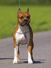 Show Winner Beautiful Amstaff Dog American Staffordshire Terrier Puppies Staffordshire Terrier Puppy Staffordshire Terrier