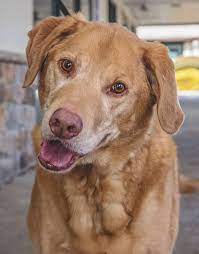 Adopt Teddy On Petfinder Dog Adoption Retriever Dog Dogs