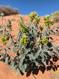 Image result for Crotalaria vasculosa