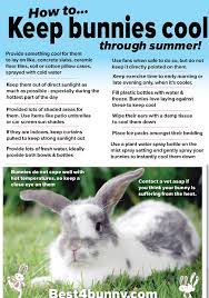 How To Keep Your Bunny Cool In This Hot Weather Pet Bunny Rabbits Pet Rabbit Care Bunny Care