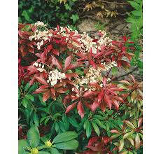 Image result for Pieris japonský obrázek