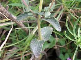 Image result for Hedbergia