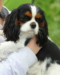 Pin By Bouwe Schaap On Ckc Cavalier King Charles Spaniel Cavalier King Charles King Charles