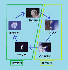 サンシャイン水族館オンラインショップ