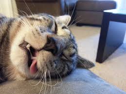 Imgur Cats Sleeping Funny Funny Cute Cats Funny Cats And Dogs