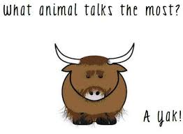 Q What Animal Talks The Most A A Yak Funny Jokes For Kids Humor Inappropriate Jokes For Kids
