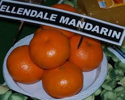 Orange trees have an exotic, tropical reputation, but many varieties grow nicely in mediterranean climates. Citrus Growing