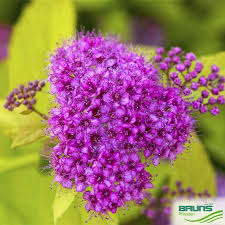 Image result for spirea japonica gold princess