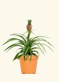 Image result for Ananas comosus