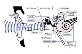 How The Ear Works Main Types Of Deafness