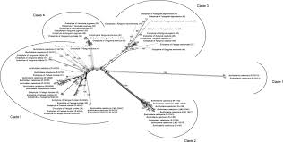 Image result for Rytigynia monantha