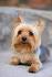 Smallest Dog Breeds – American Kennel Club