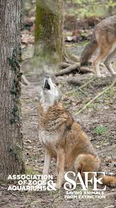 Red Wolves Were Once Considered Extinct In The Wild Today There Are Less Than 150 In A Reintroduced Population In North Carolin Conservation Habitats Pet Care