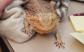 Do I Use The Red Light For My Bearded Dragon At Night? I Recently Bought A Bearded  Dragon, The Terrarium Kit I Bought Came With A White Uvb Bulb And A Red