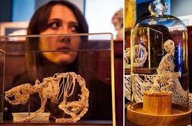 What You Missed At Brooklyn's Taxidermy Fair This Weekend