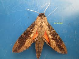 Image result for Helichrysum keilii