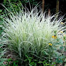 Image result for Miscanthus violaceus