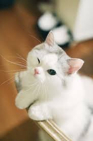  Pin Oleh Kisschuu Di Cats Lover Bayi Hewan Lucu Kucing Bayi Anak Kucing Lucu