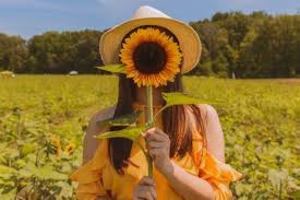 Dari sekian banyak jenis bunga gantung, mungkin hanya beberapa saja yang bisa tahan panas. Simbol Keceriaan 6 Fakta Unik Bunga Matahari Yang Jarang Diketahui