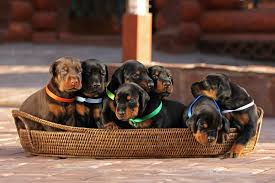These doberman pinscher puppies located in florida come from different cities, including, spring hill, panama city, orlando,oviedo, orlando, miami, maimi, jacksonville, deltona, deleon springs, davie, cape canaveral. 15 Places To Find Doberman Puppies For Sale Best To Worst Doberman Planet